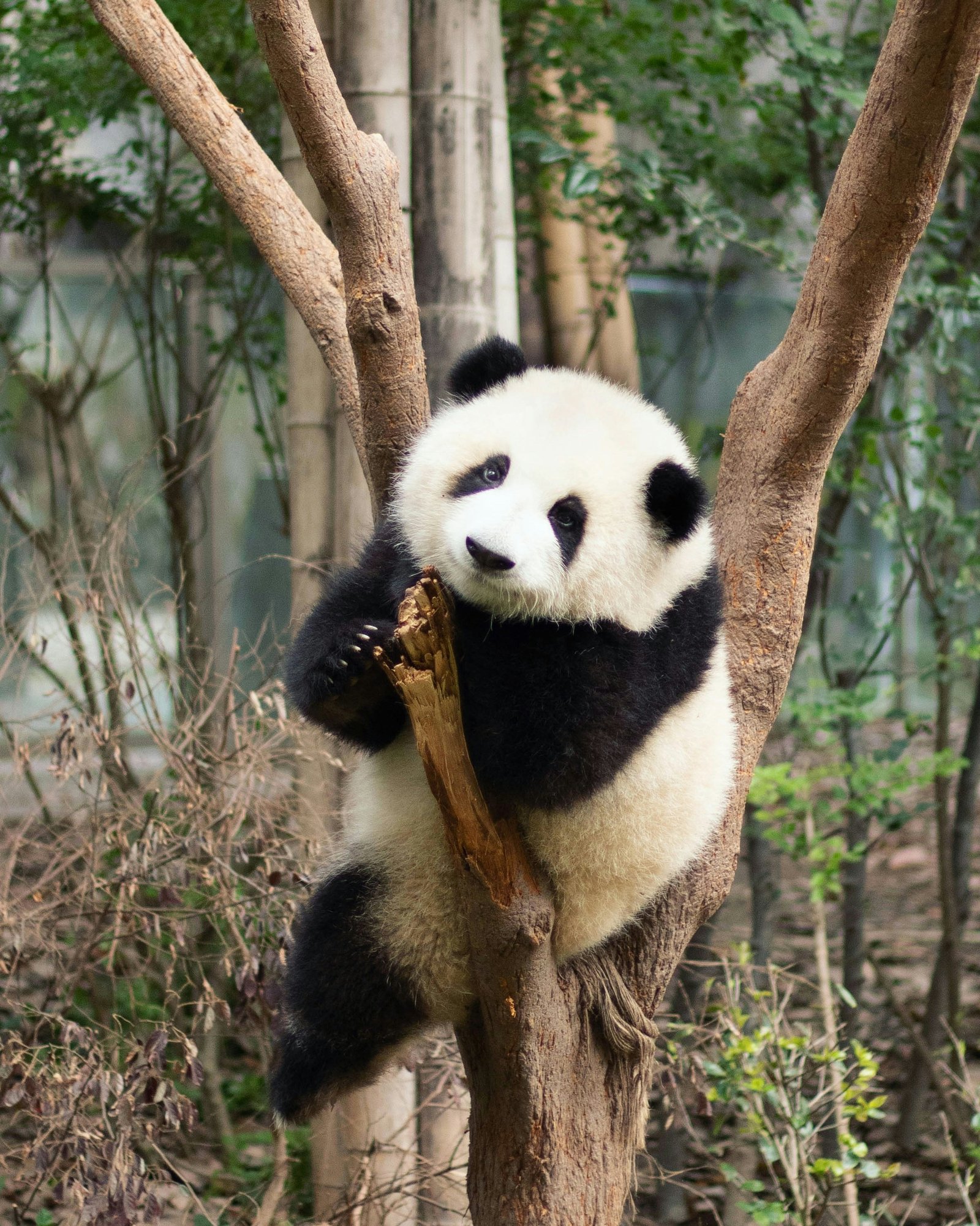 A giant panda facing the camera while resting between tree trunks, with its rounded body visible.