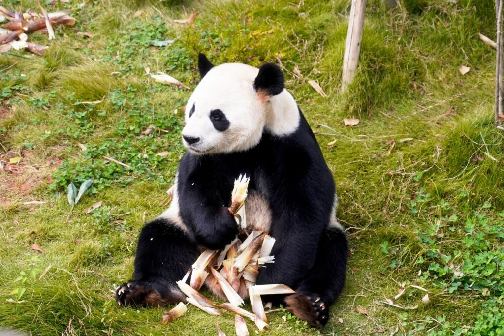 A giant panda seated on the grass in Chengdu.